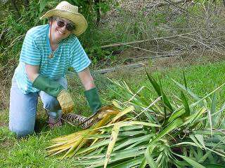 Pamela Zimmerman with our windfall of yucca